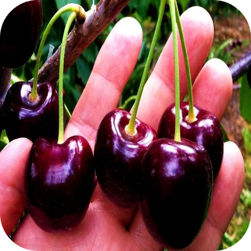 Саженцы Черешни "Крупноплодная черная" > описание, цена