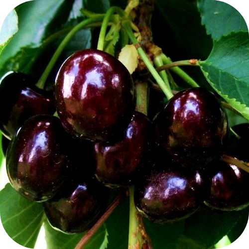 Черешня "Свит Харт" 