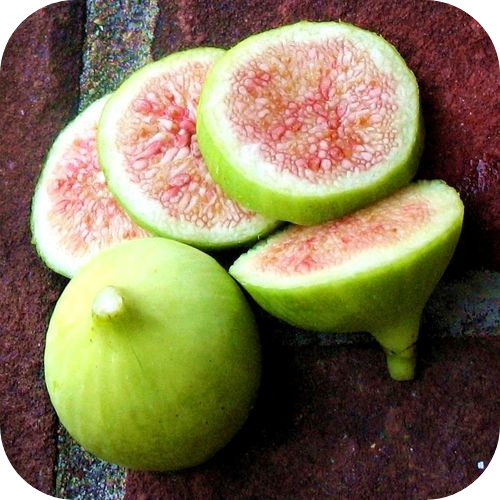 Инжир "Конадрия" 