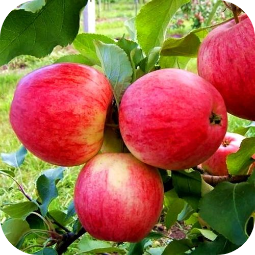 Яблоня "Аркадик" 